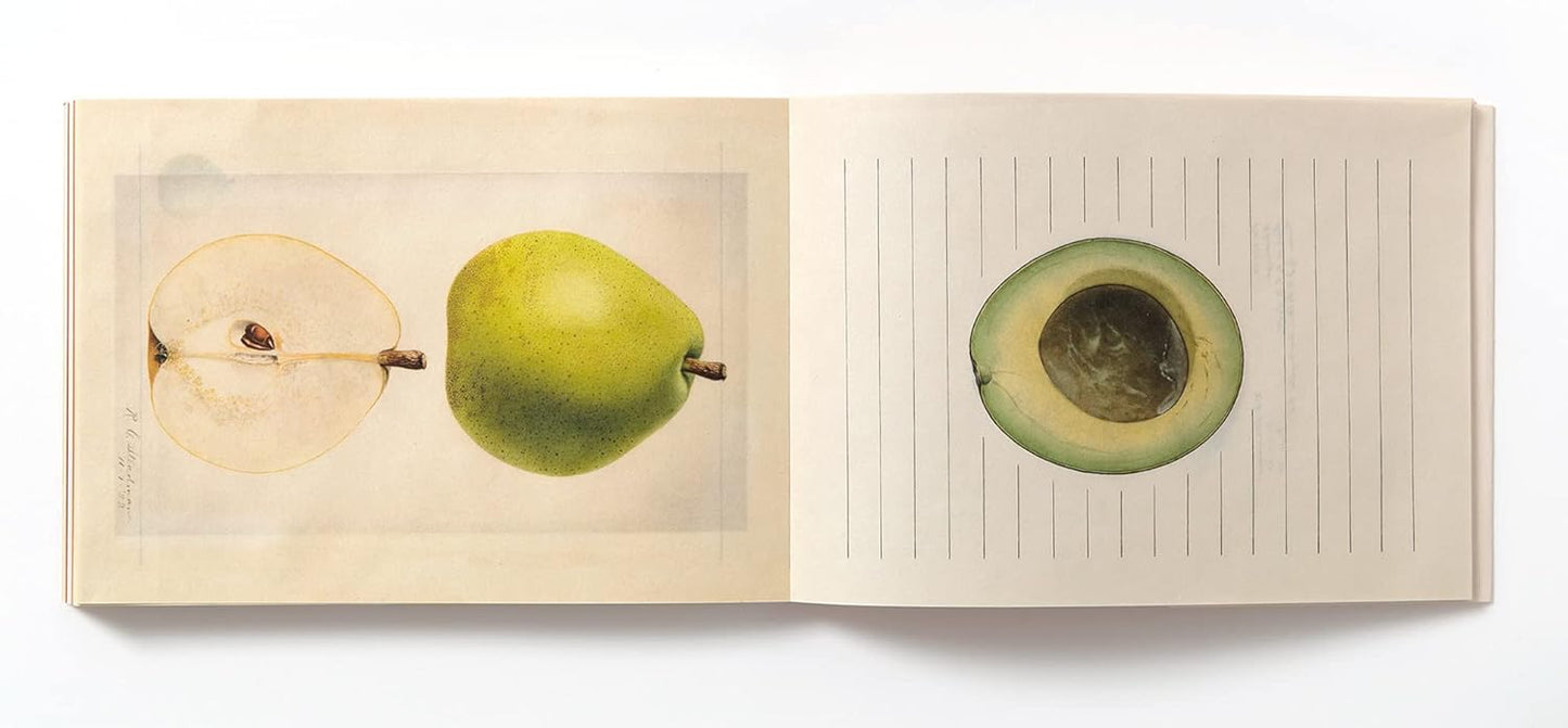 100 Writing and Crafting Papers - Fruit