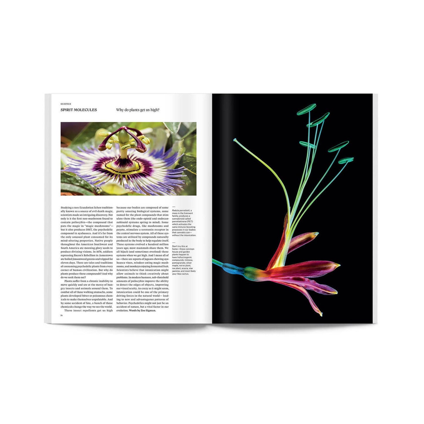 Broccoli Magazine - Issue 06