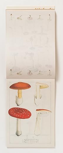 100 Writing and Crafting Papers - Mushrooms