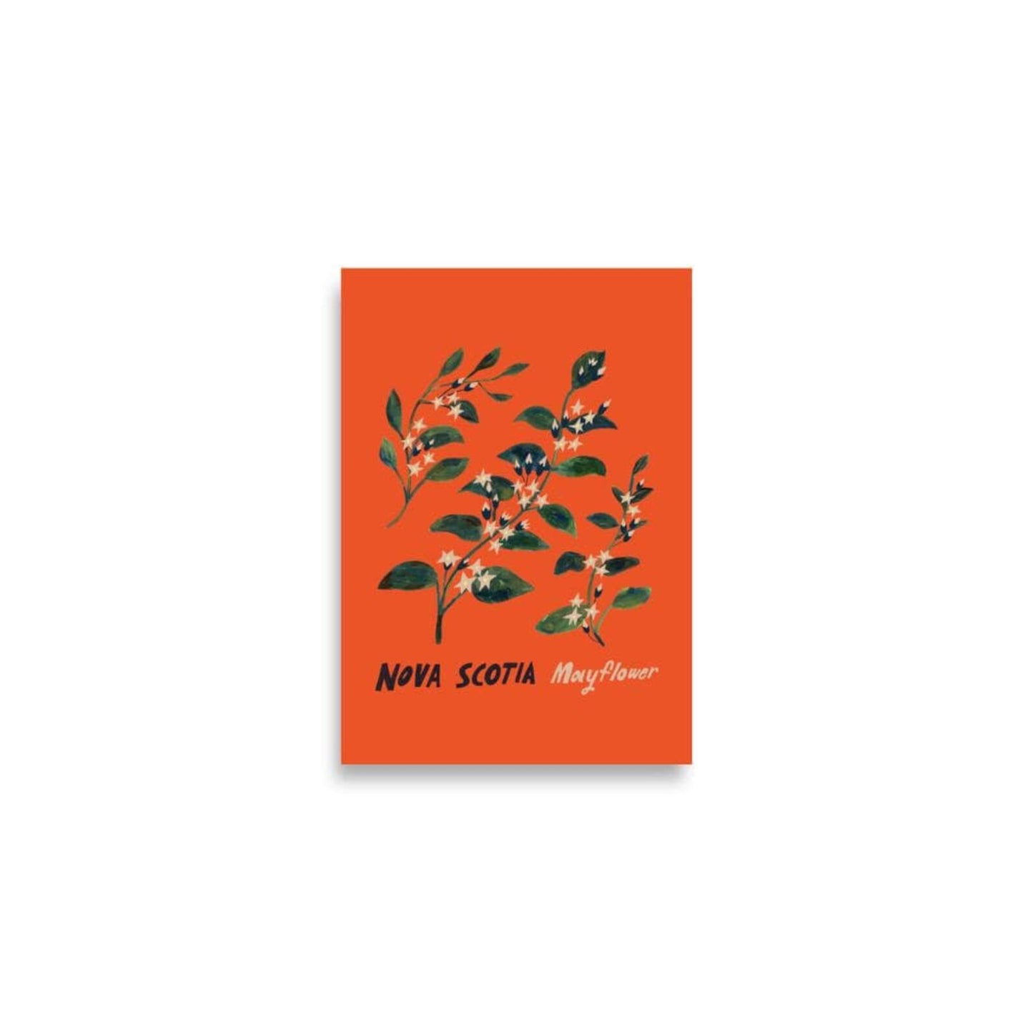 Mayflower Illustration - Postcard