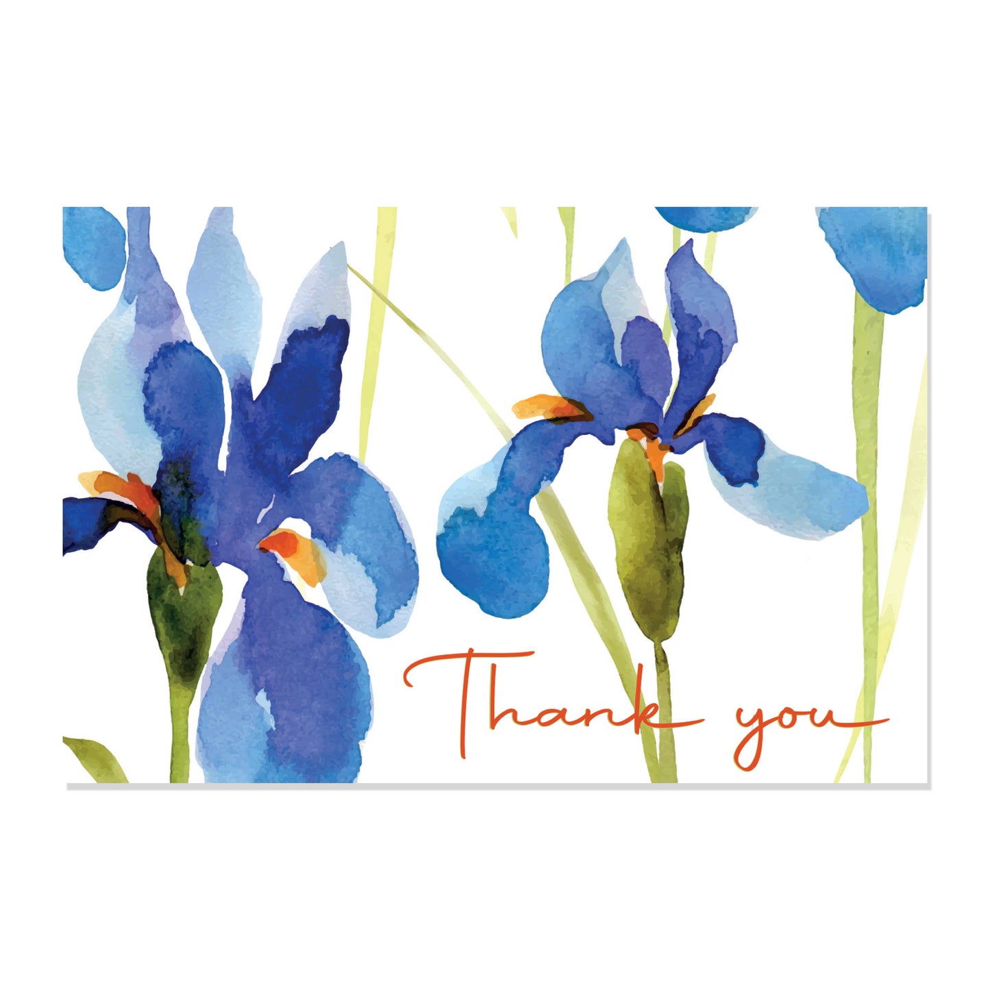 16 Thank You Cards Watercolor Flowers